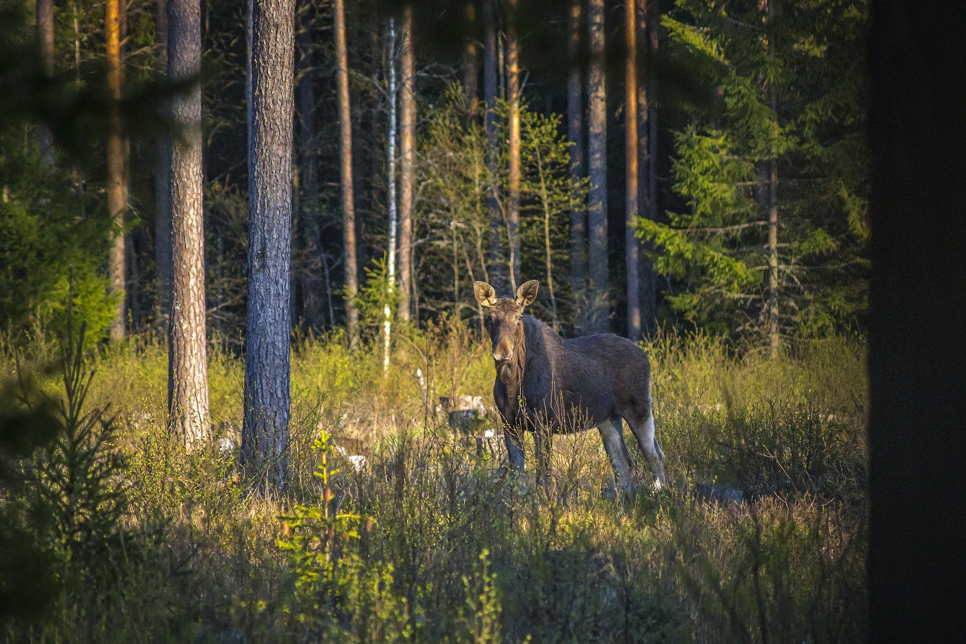 Elk, Moose ( Alces alces )