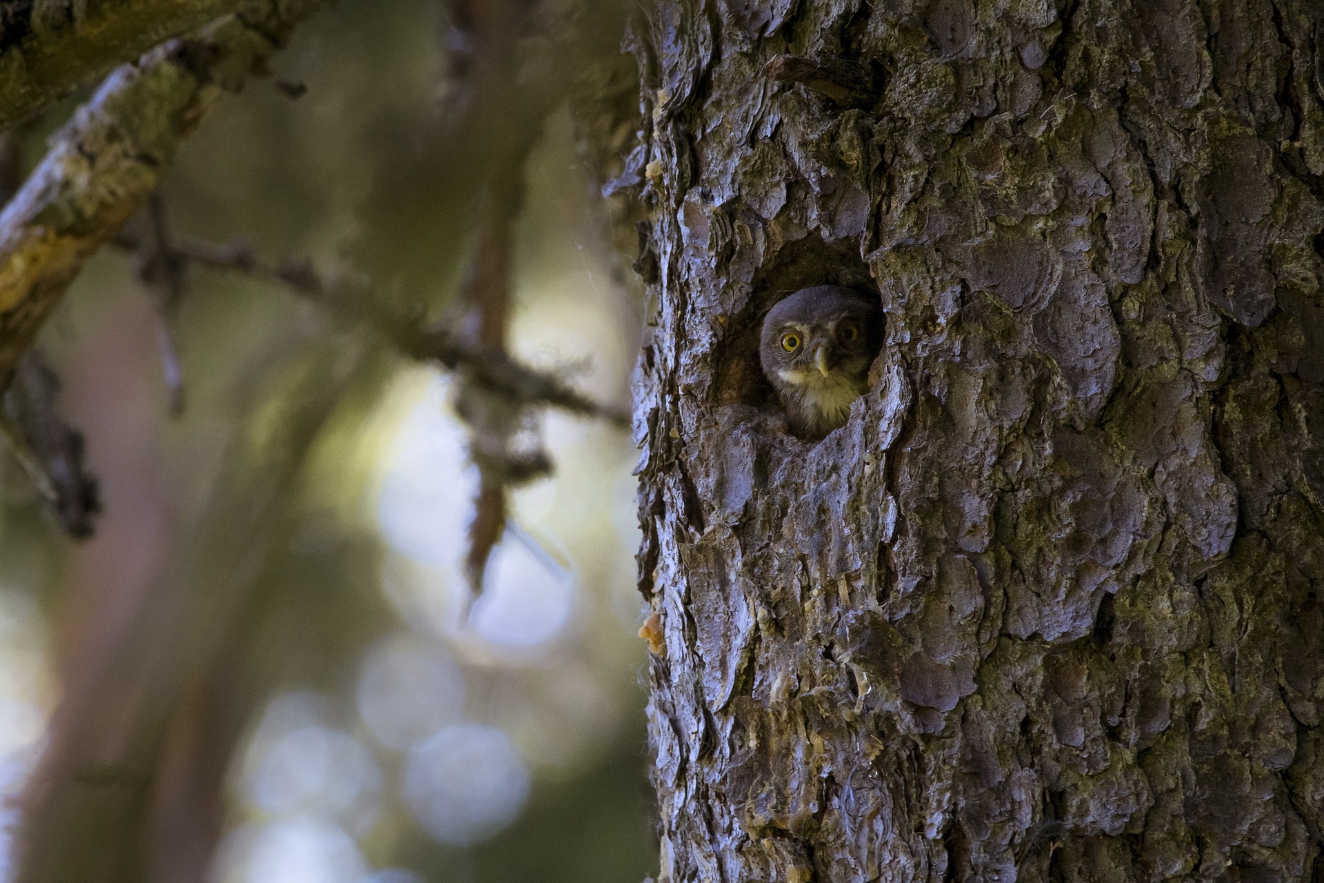 Eurasian pygmy owl (Glaucidium passerinum)