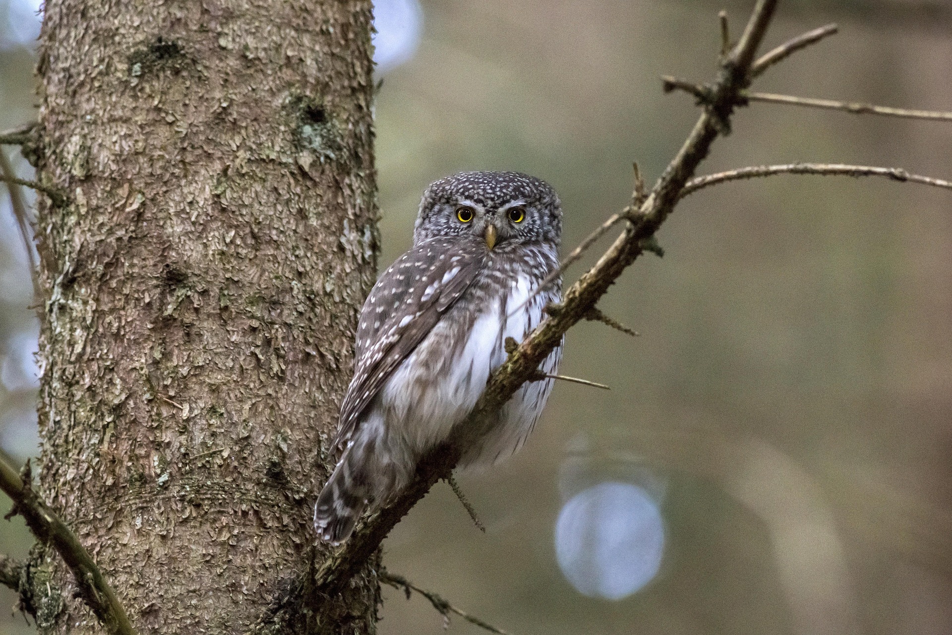 Eurasian pygmy owl (Glaucidium passerinum)