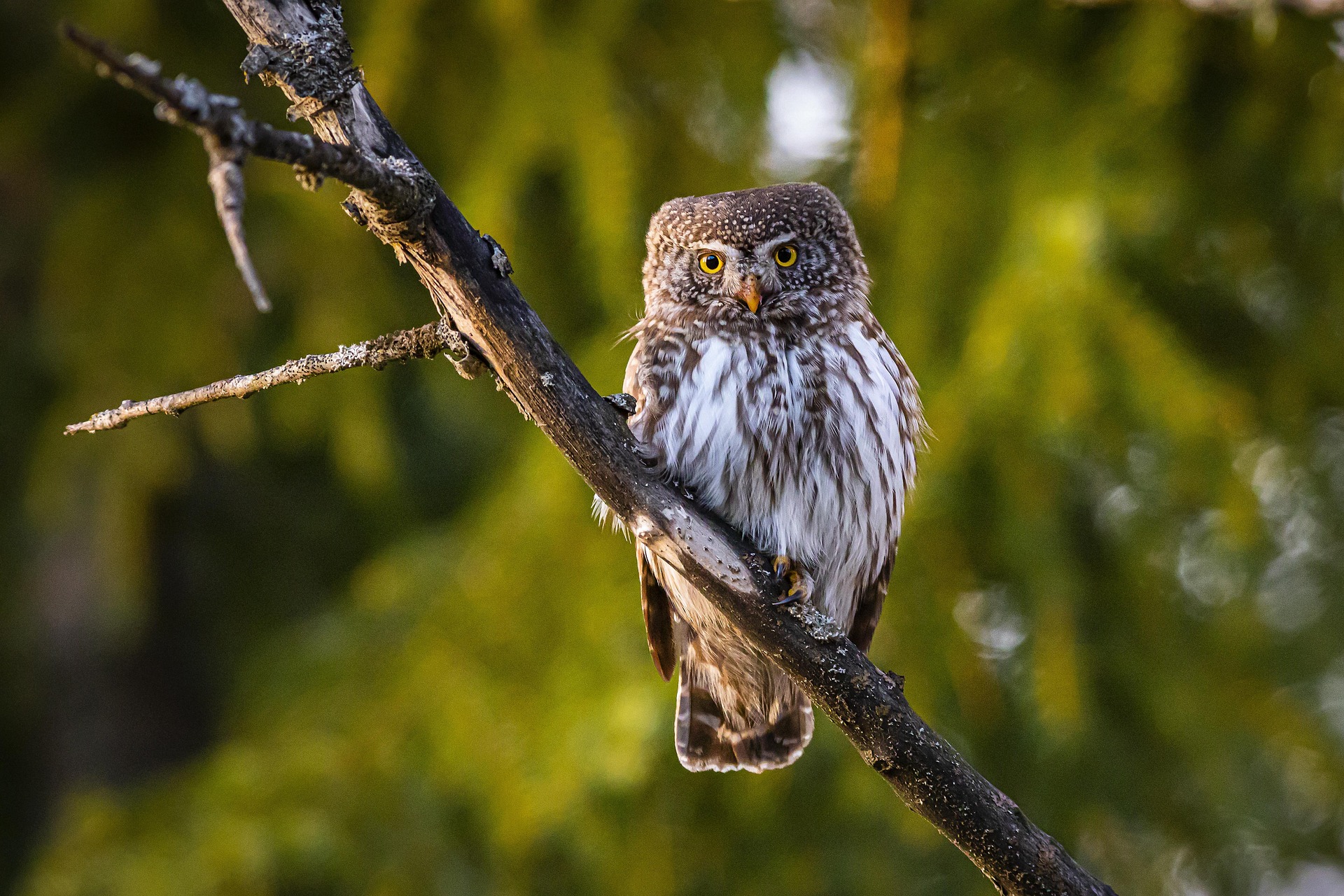 Eurasian pygmy owl (Glaucidium passerinum)