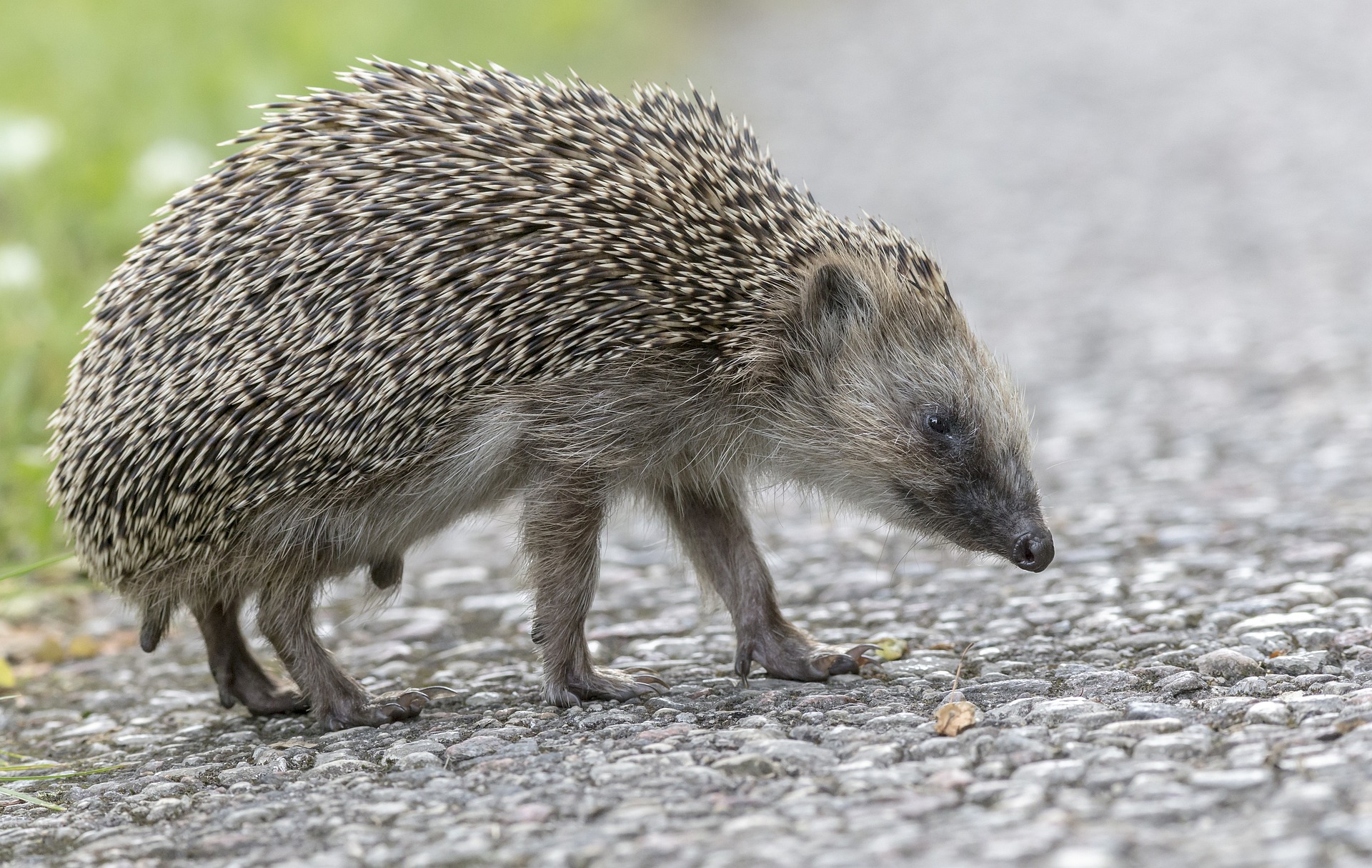 European hedgehog (Erinaceus europaeus)