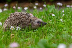 European hedgehog (Erinaceus europaeus)