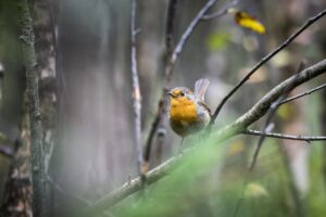 European robin (Erithacus rubecula)