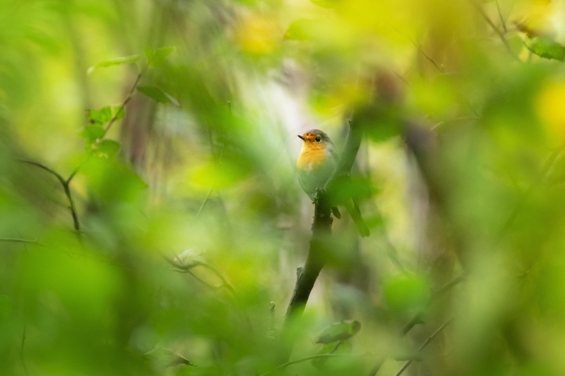European robin (Erithacus rubecula)