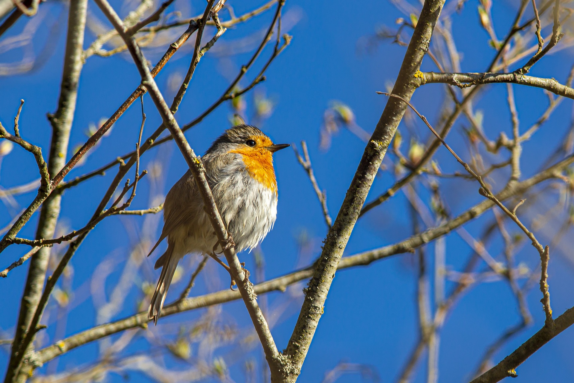 European robin (Erithacus rubecula)