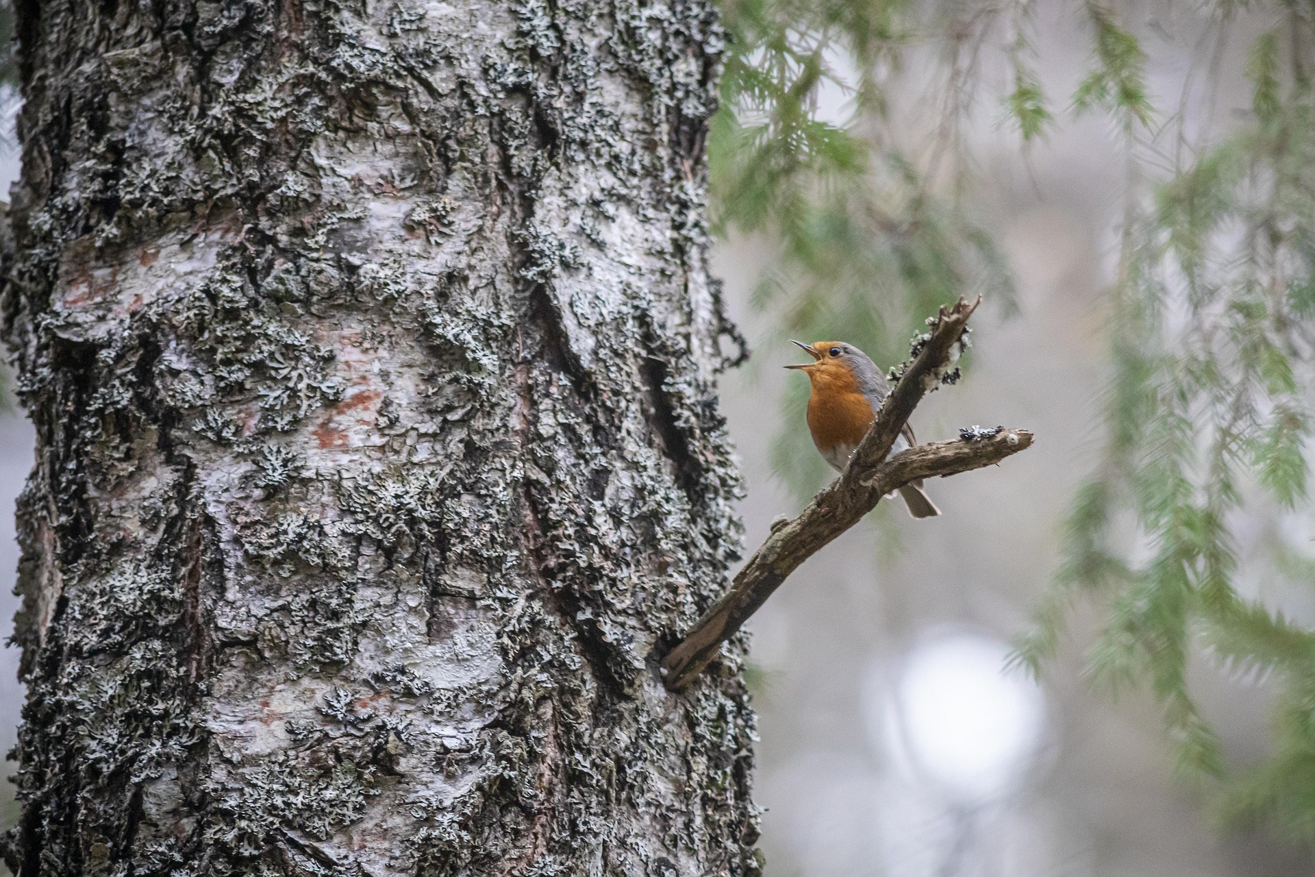 European robin (Erithacus rubecula)