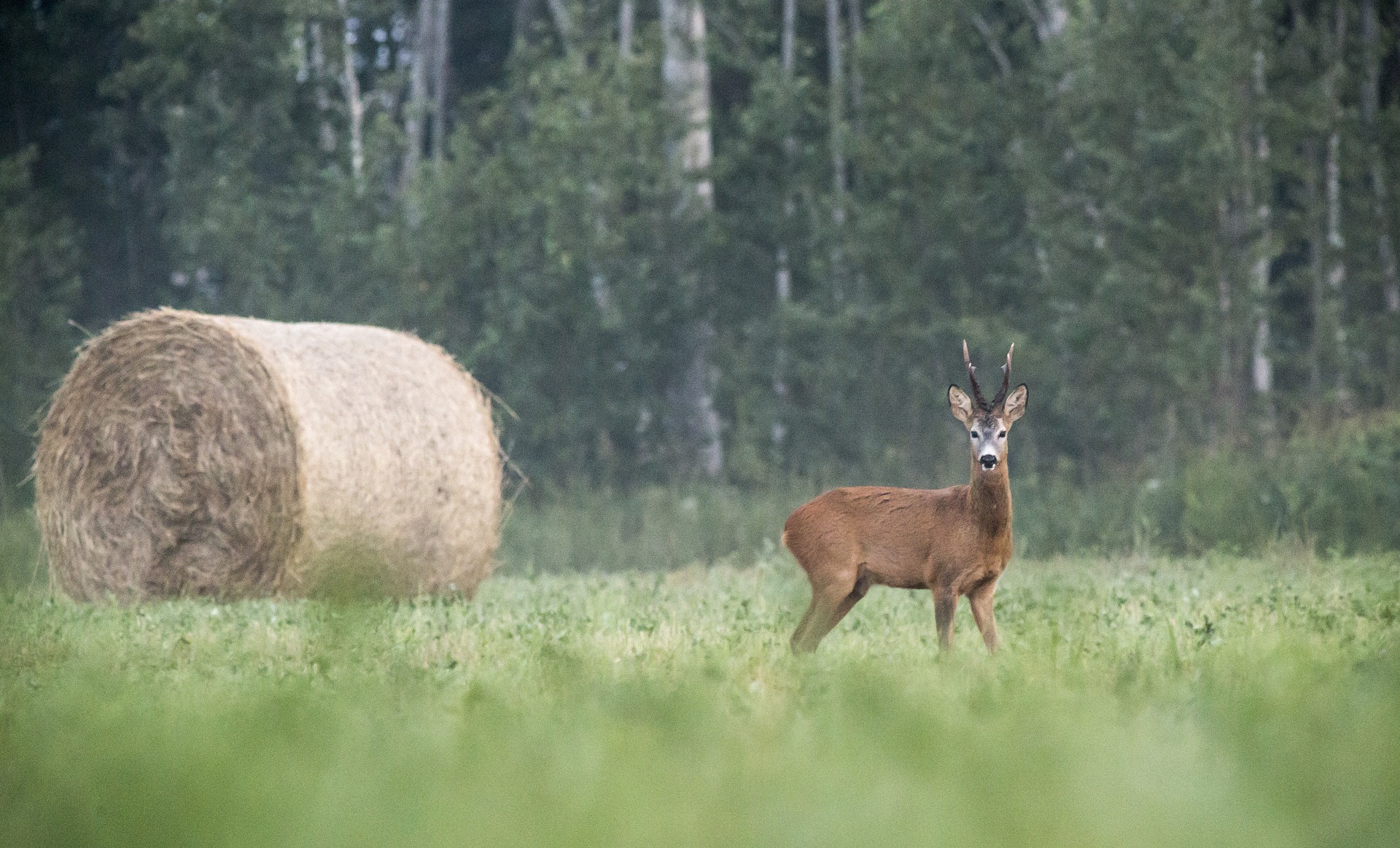 European roe deer (Capreolus capreolus)