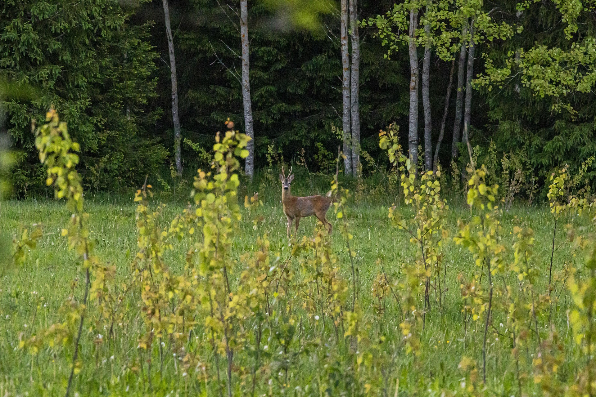 European roe deer (Capreolus capreolus)