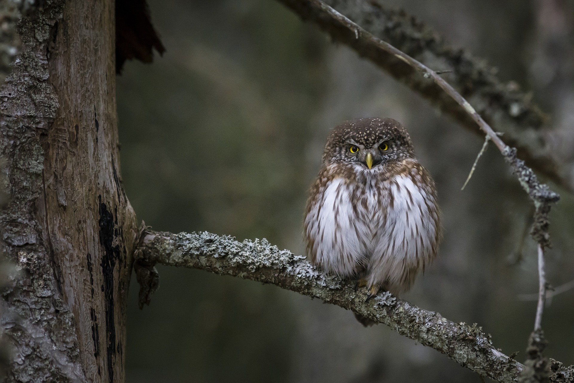 Eurasian pygmy owl (Glaucidium passerinum)