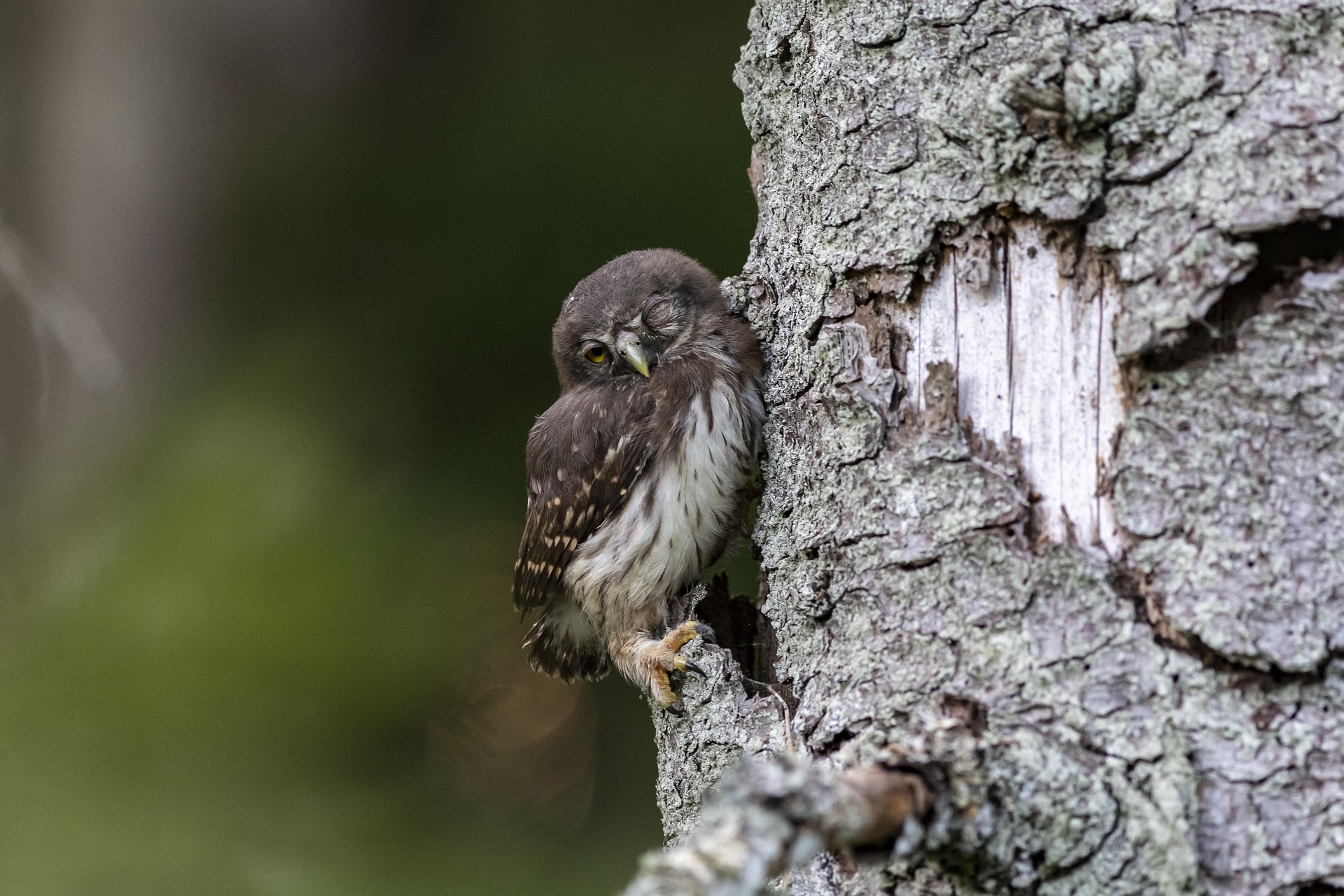 Eurasian pygmy owl (Glaucidium passerinum)
