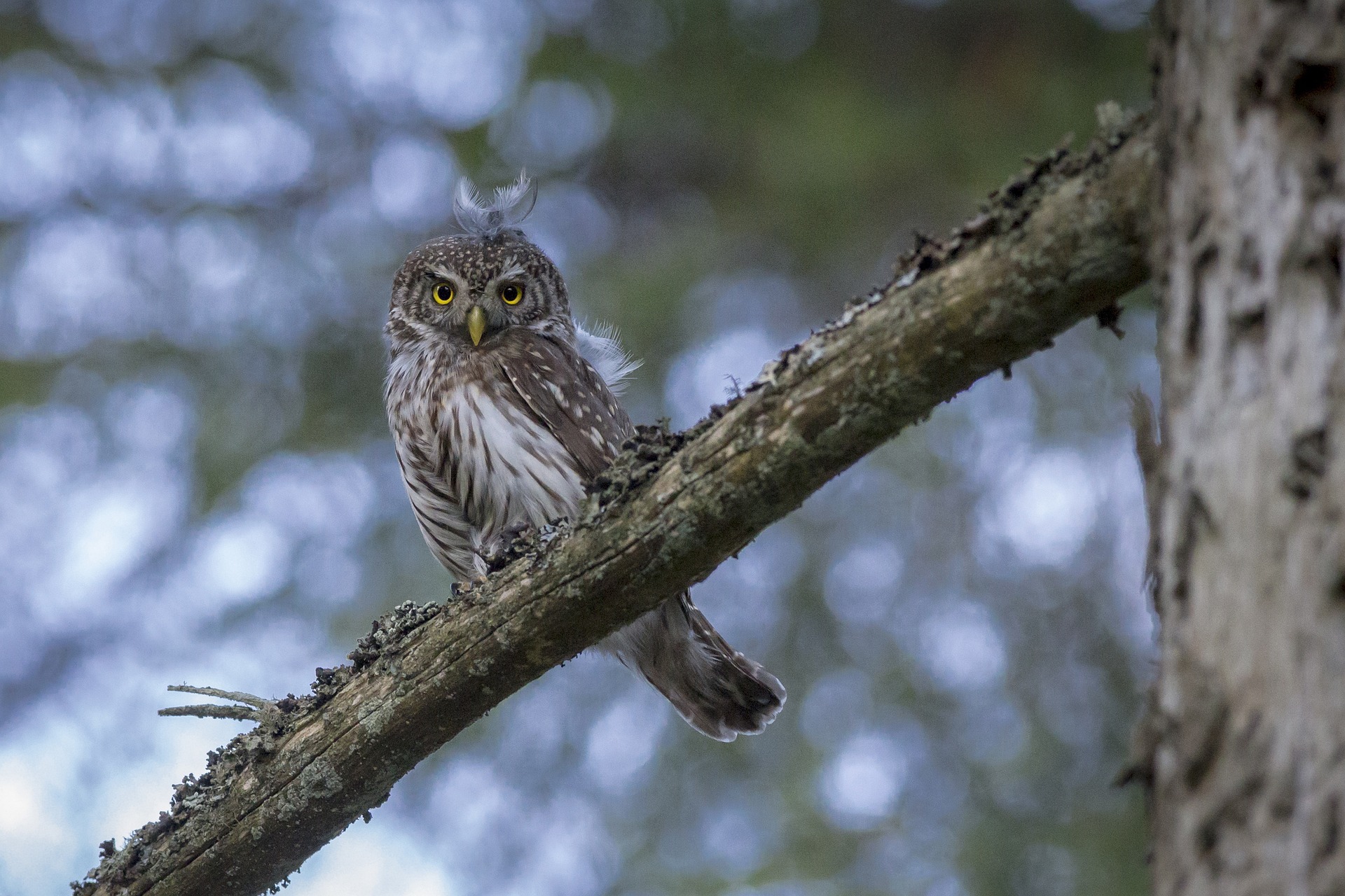Eurasian pygmy owl (Glaucidium passerinum)