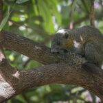 Grey-bellied squirrel (Callosciurus caniceps)