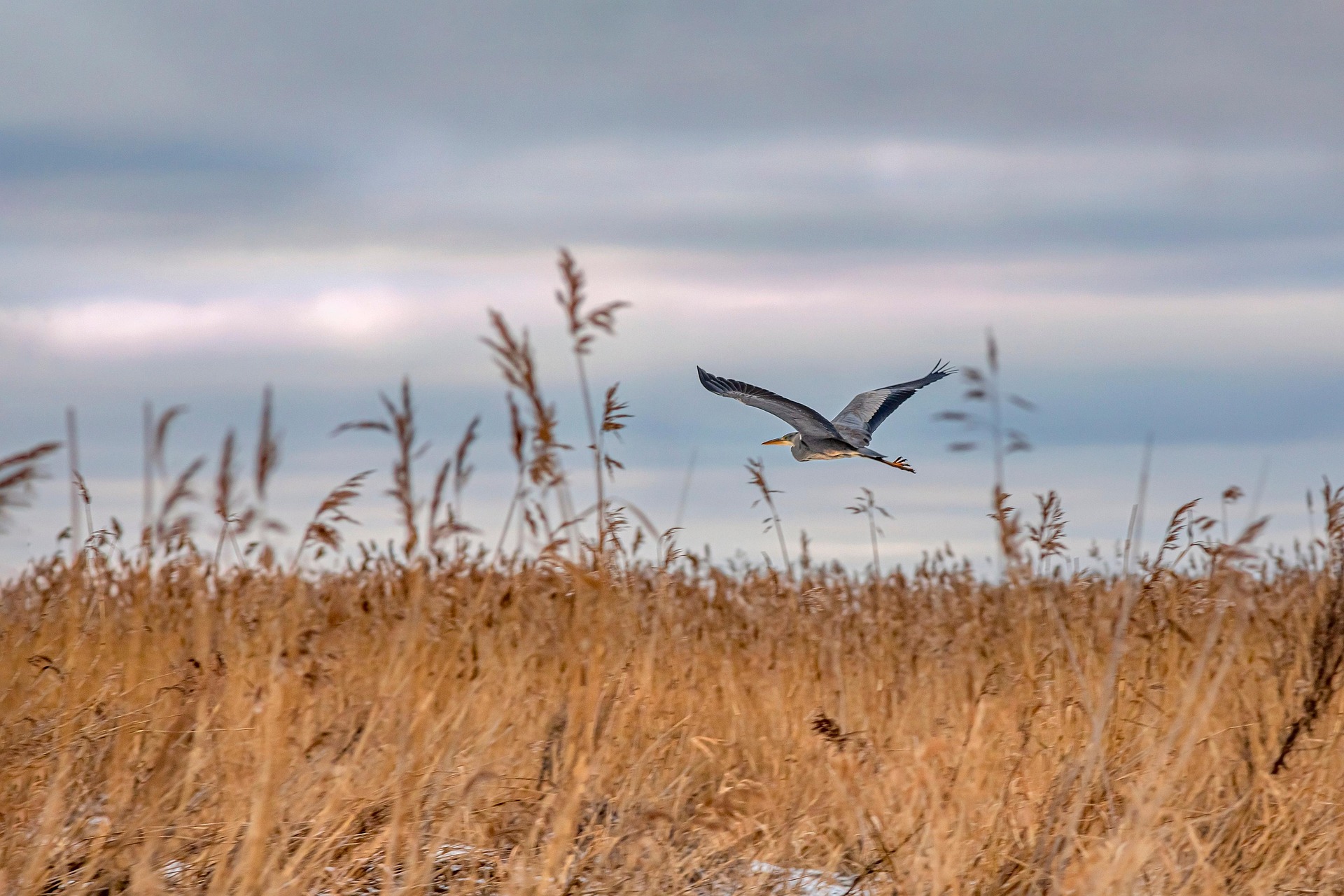 Grey Heron (Ardea cinerea)