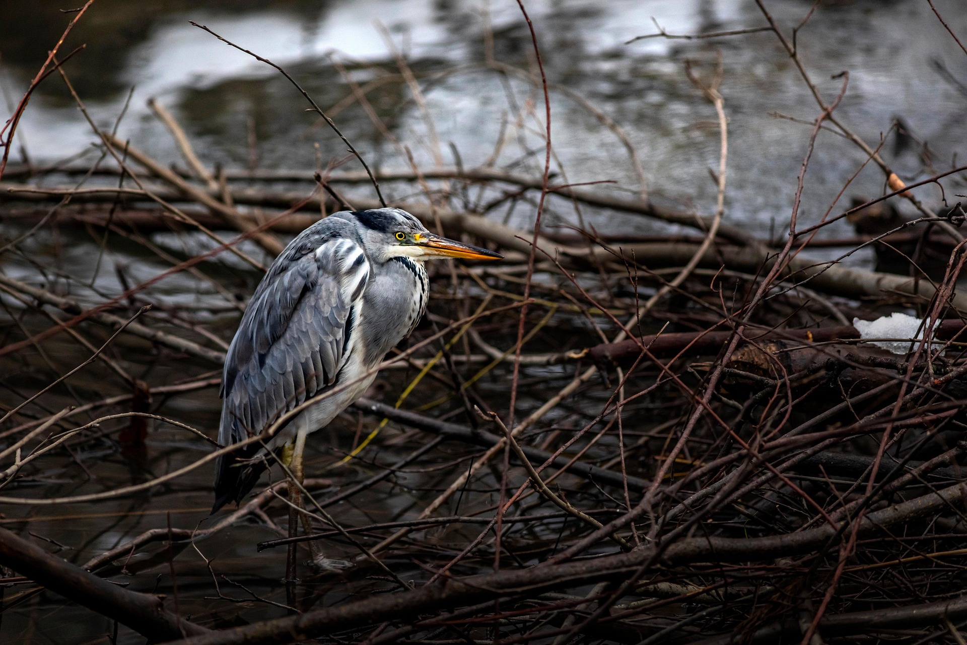 Grey Heron (Ardea cinerea)