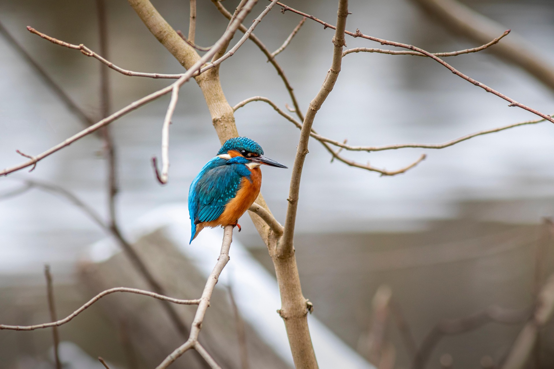 Common kingfisher (Alcedo atthis)