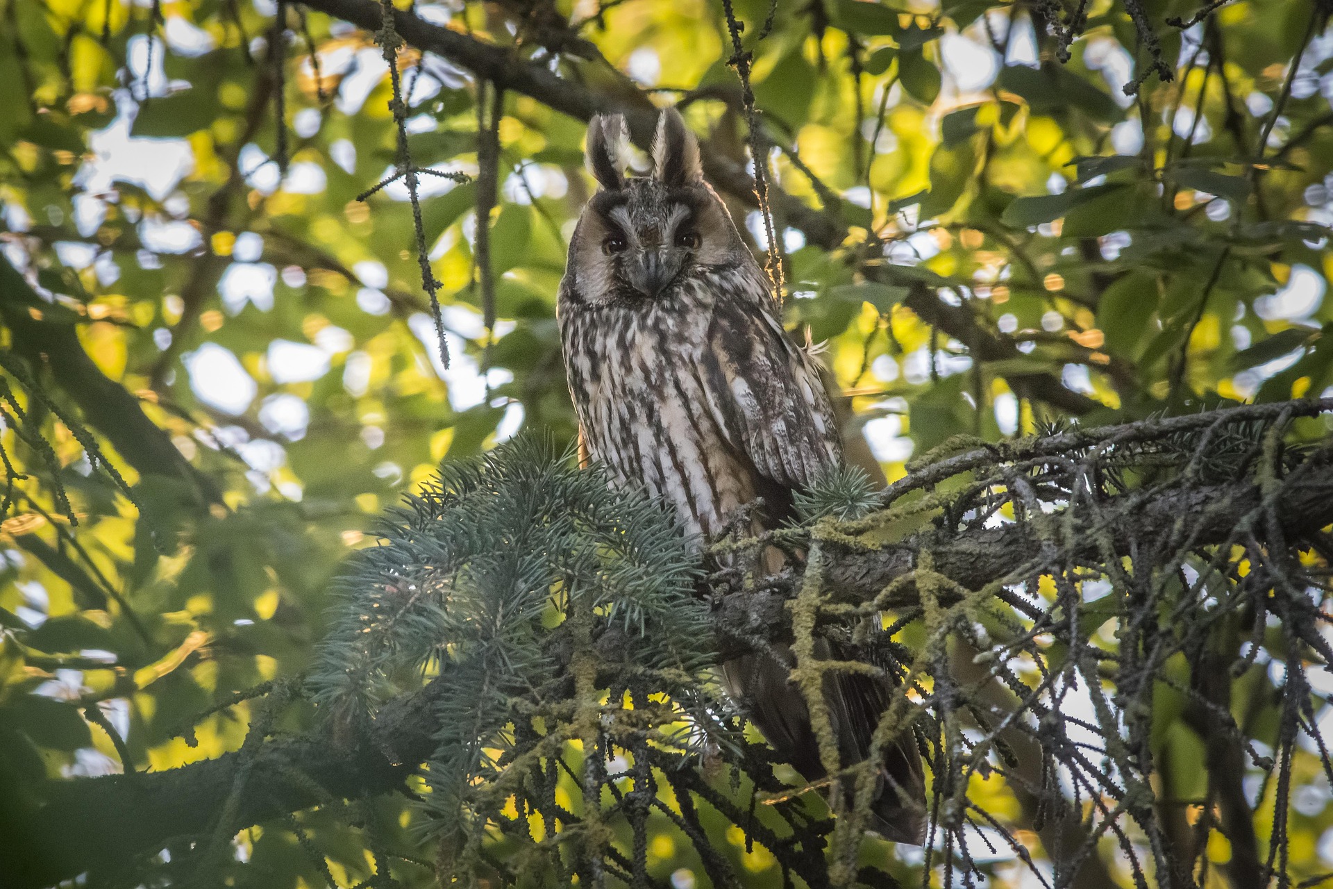Long-eared Owl (Asio otus)