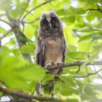 Long-eared Owl (Asio otus)