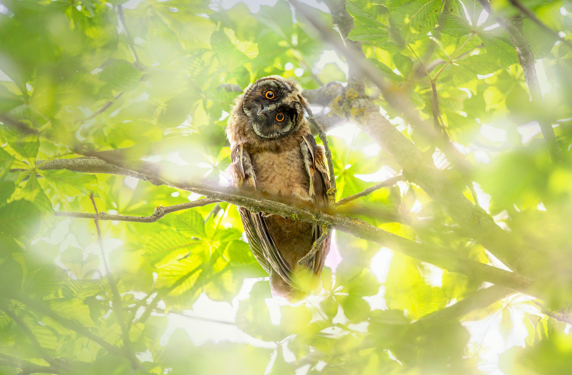 Long-eared Owl (Asio otus)