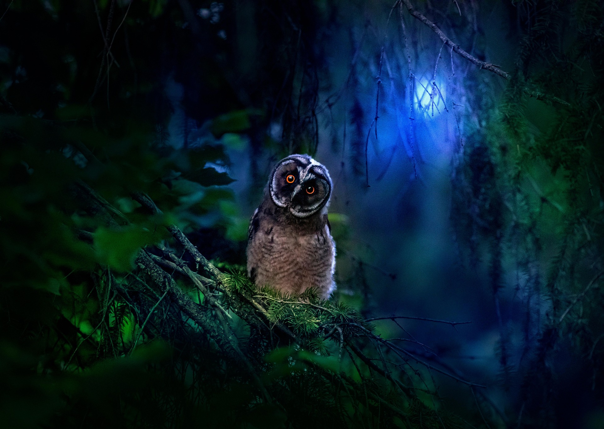 Long-eared Owl (Asio otus)