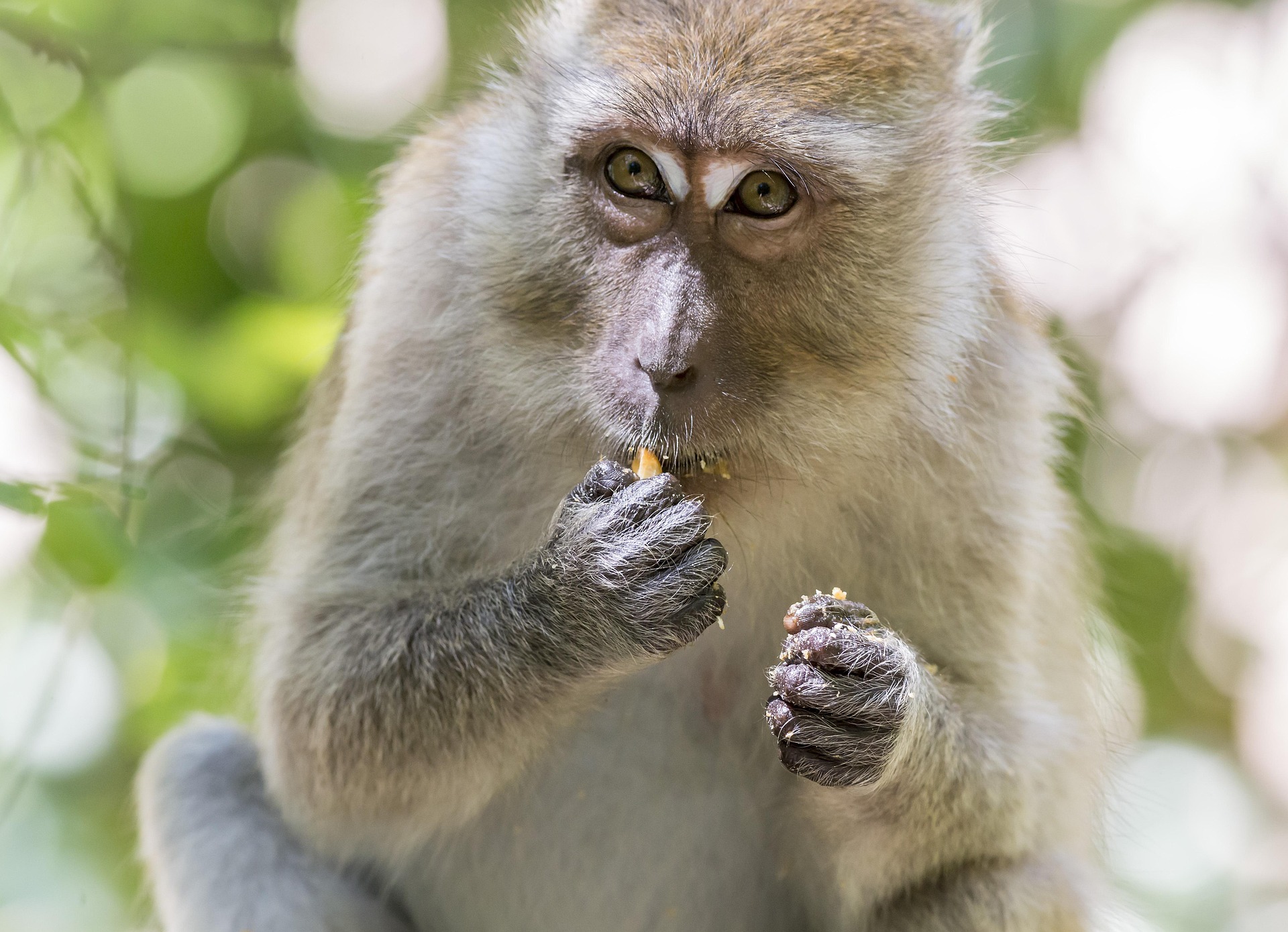Crab-eating macaque (Macaca fascicularis)