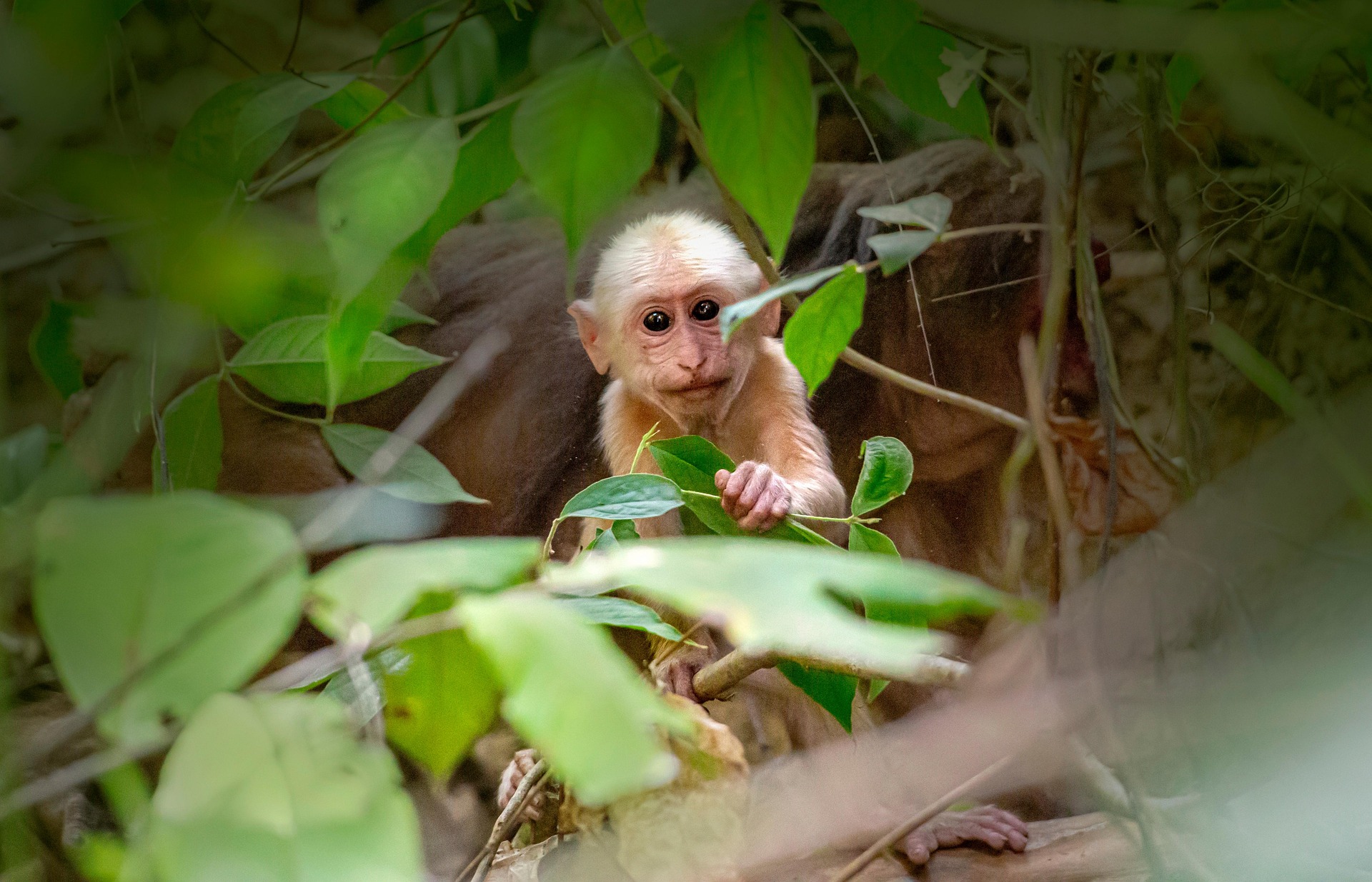 Stump-tailed Macaque (Macaca arctoides)
