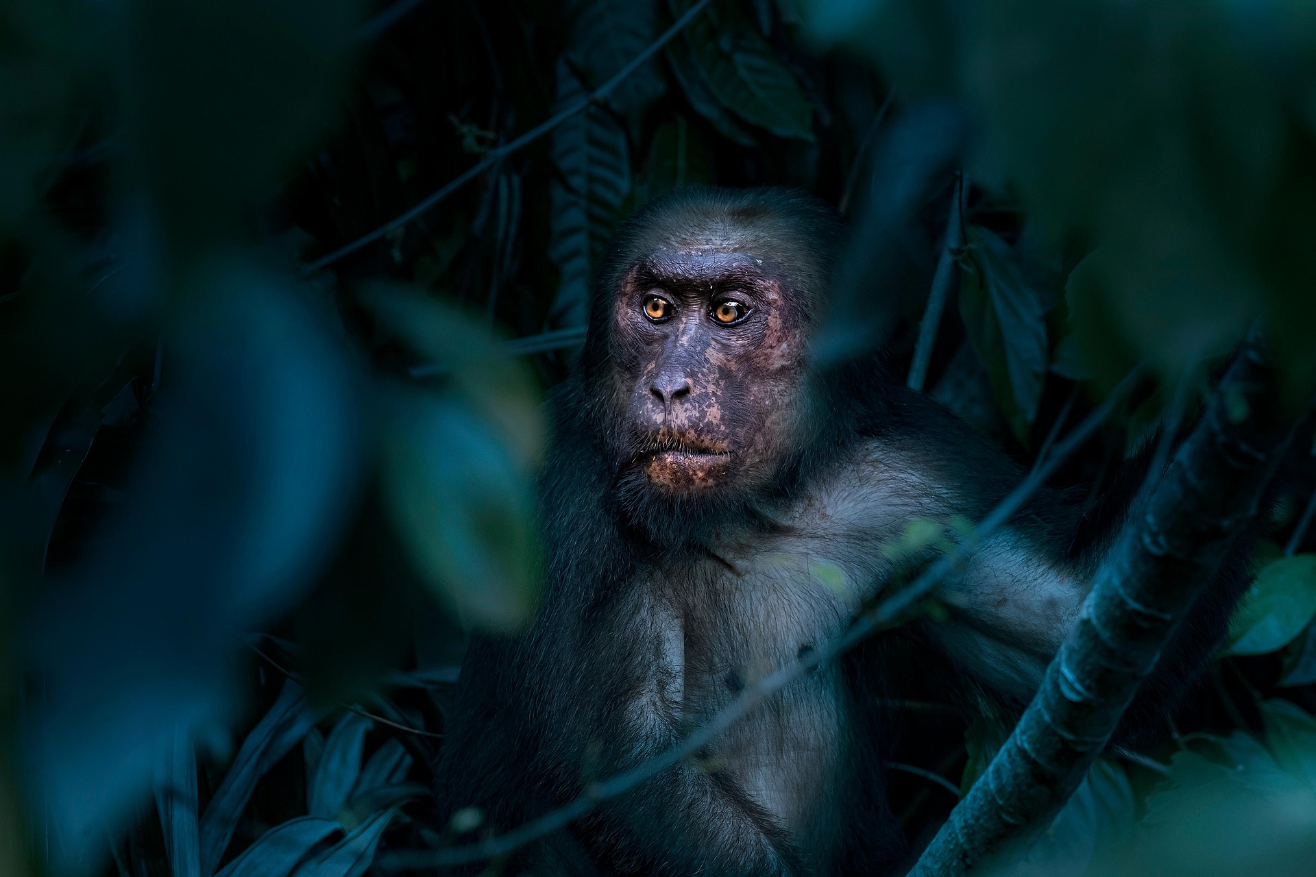 Stump-tailed Macaque (Macaca arctoides)