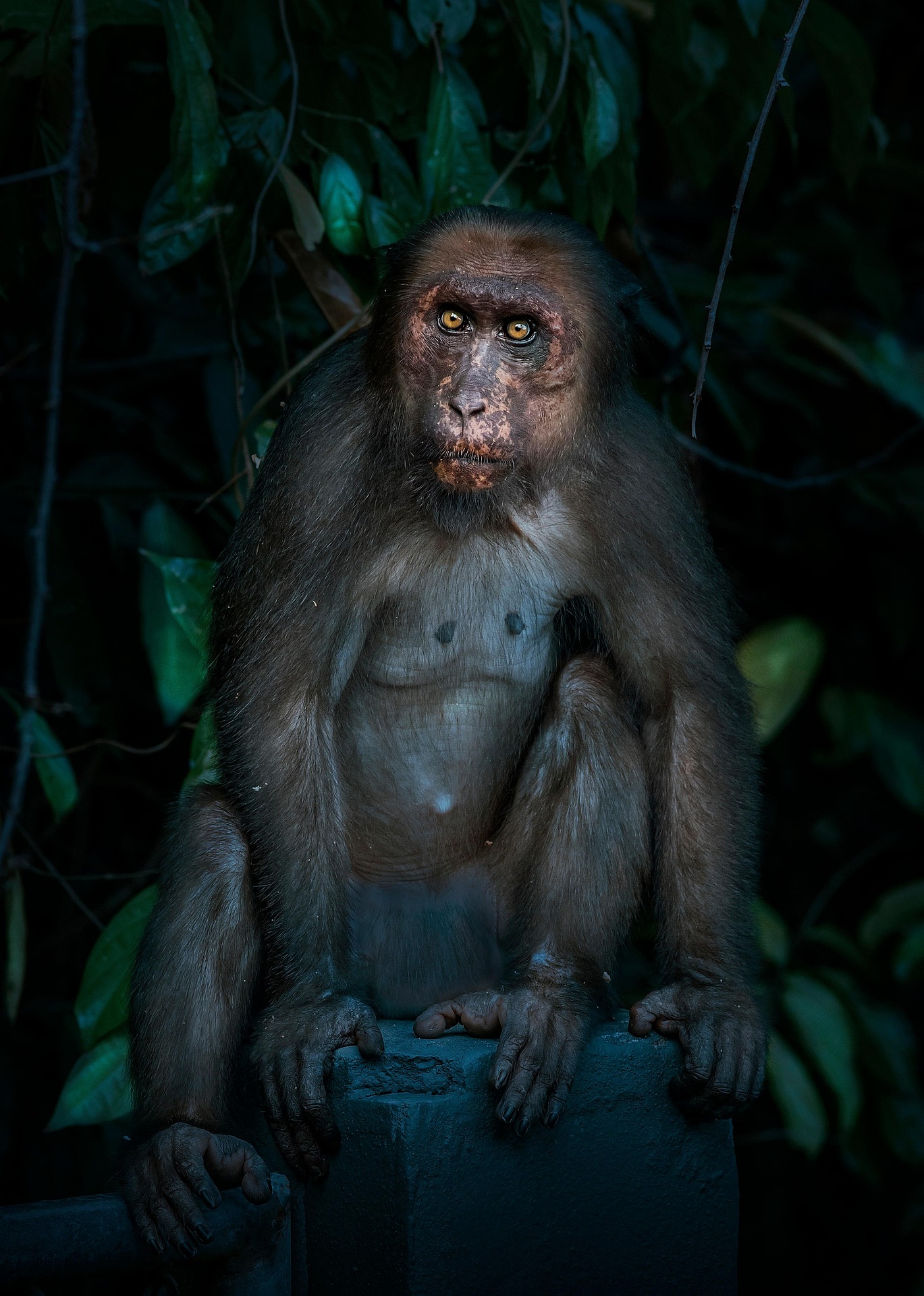 Stump-tailed Macaque (Macaca arctoides)