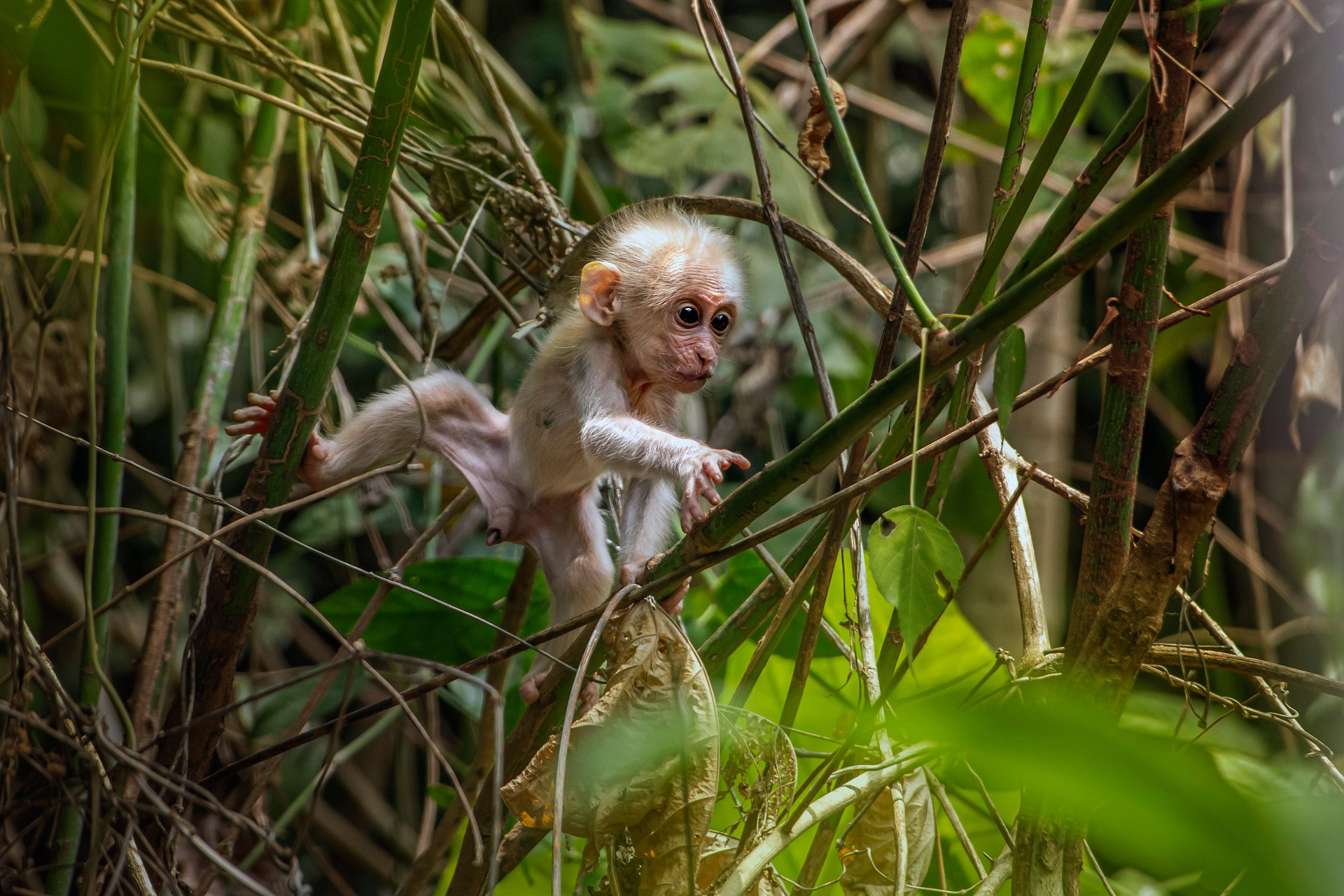 Stump-tailed Macaque (Macaca arctoides)