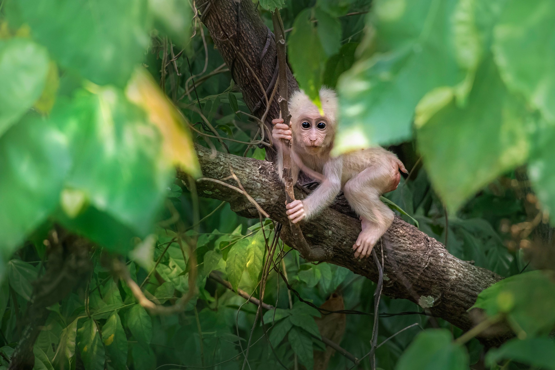 Stump-tailed Macaque (Macaca arctoides)