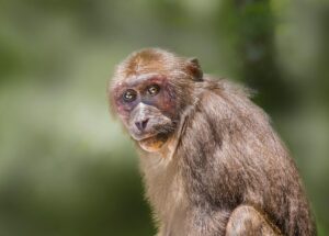 Stump-tailed Macaque (Macaca arctoides)