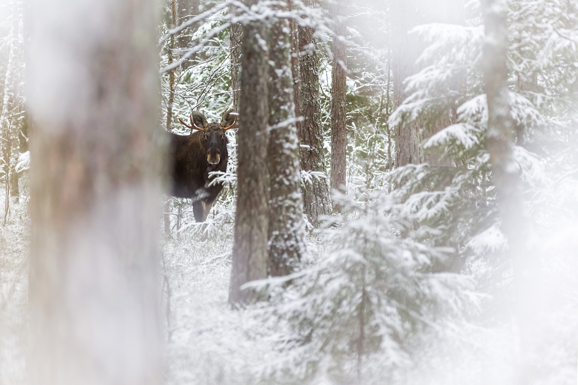 Elk, Moose ( Alces alces )