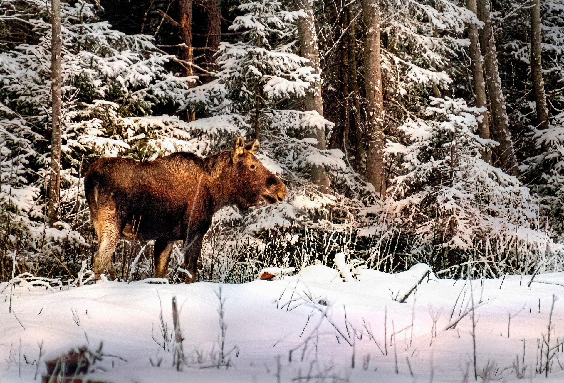Elk, Moose ( Alces alces )