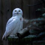 Snowy owl (Bubo scandiacus)