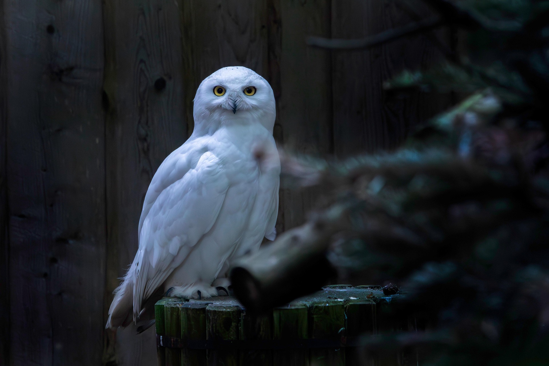 Snowy owl (Bubo scandiacus)