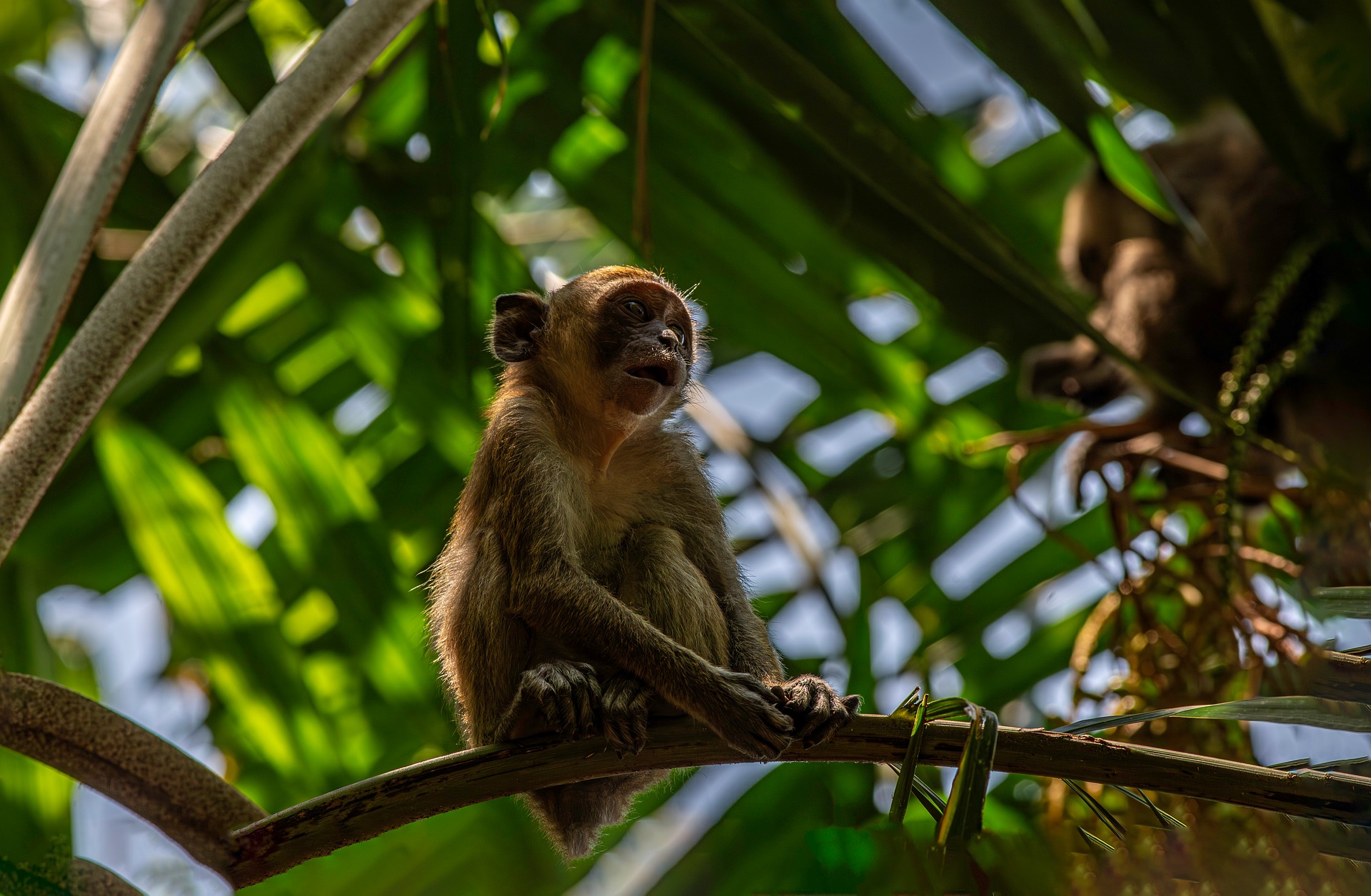 Crab-eating macaque (Macaca fascicularis)