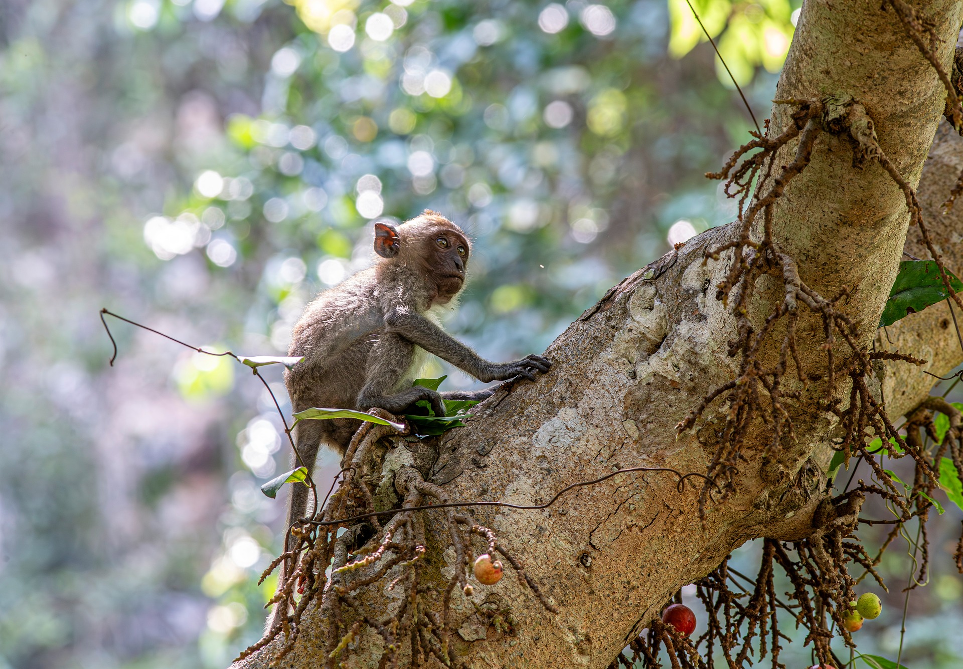 Crab-eating macaque (Macaca fascicularis)