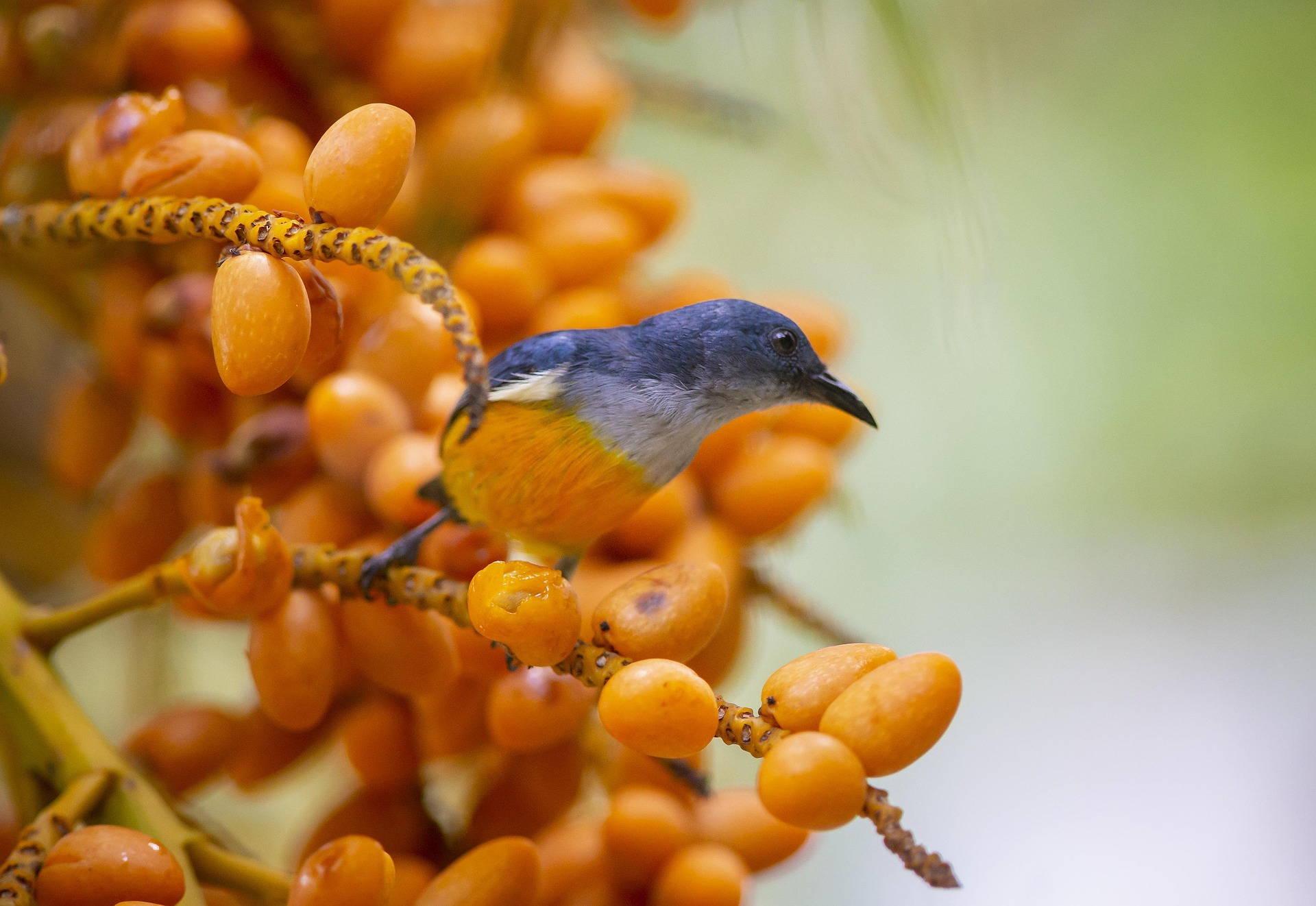 Orange-bellied Flowerpecker (Dicaeum trigonostigma)