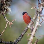 Eurasian bullfinch (Pyrrhula pyrrhula)