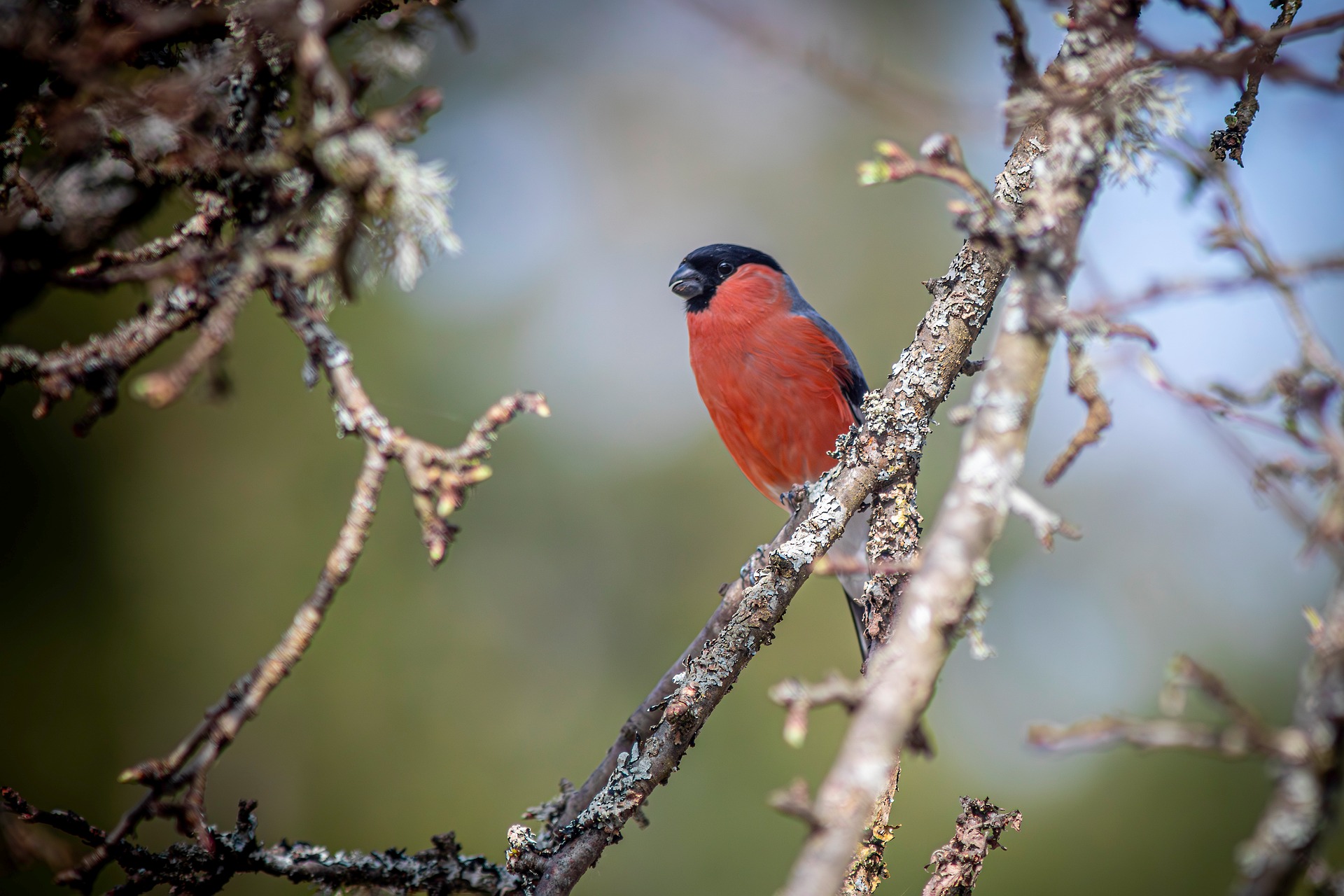 Eurasian bullfinch (Pyrrhula pyrrhula)