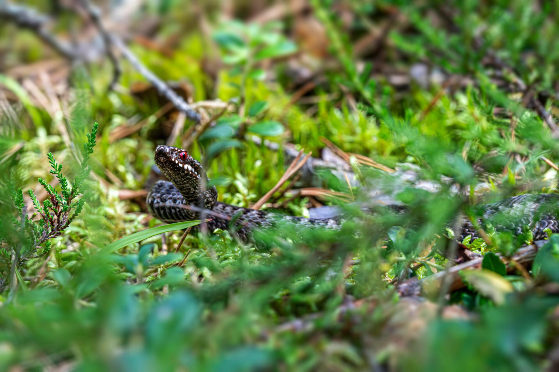 Common European adder (Vipera berus)