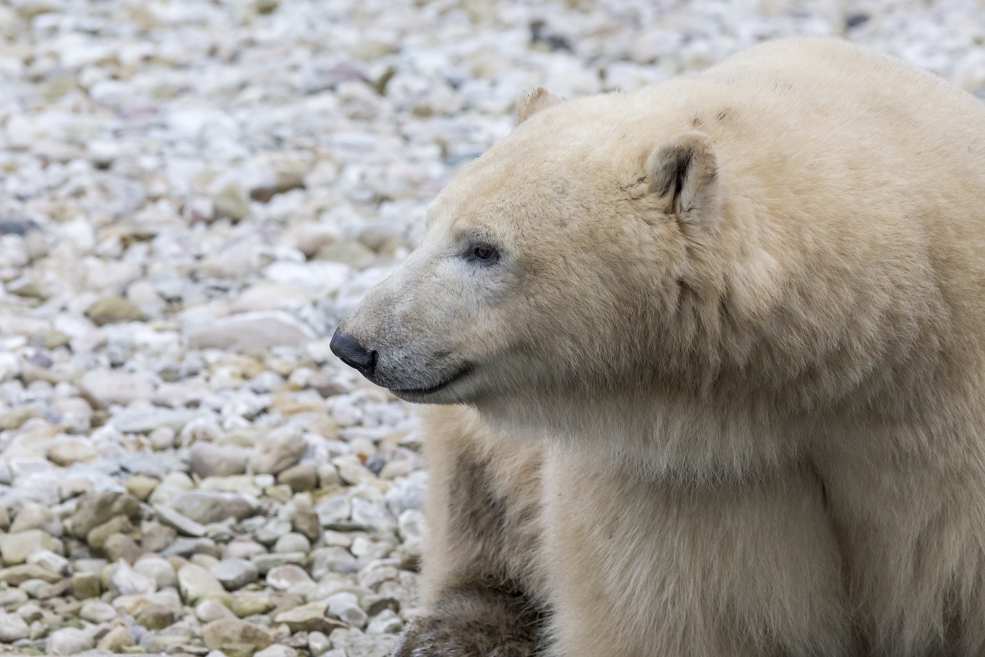 Polar Bear (Ursus maritimus)