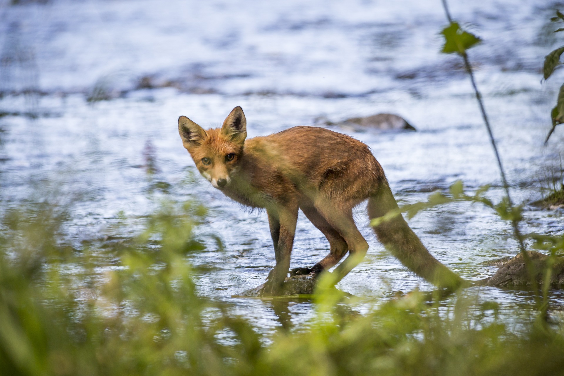 Red fox (Vulpes vulpes)