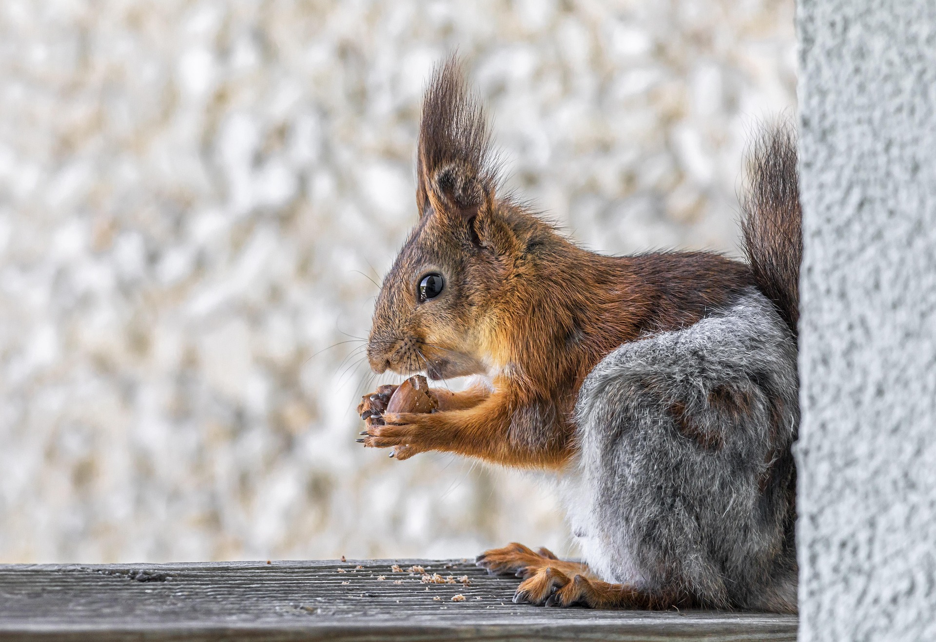 Red squirrel (Sciurus vulgaris)