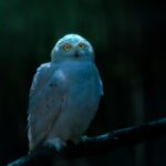 Snowy owl (Bubo scandiacus)