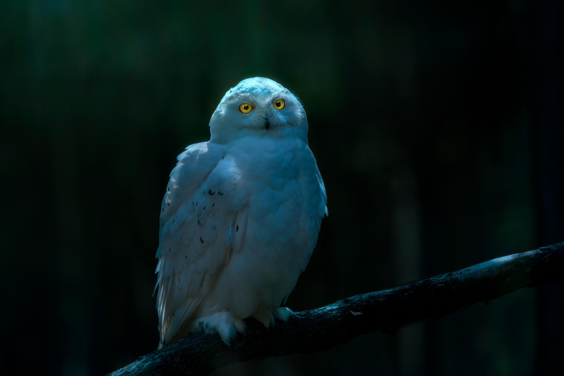 Snowy owl (Bubo scandiacus)