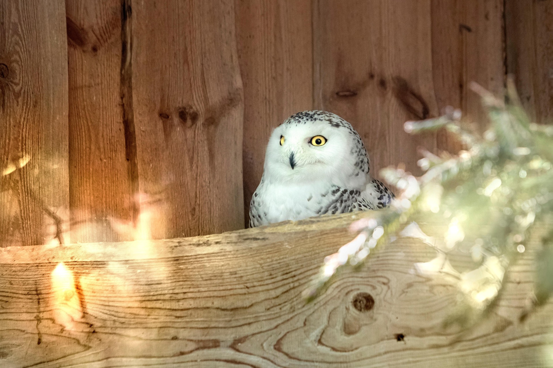 Snowy owl (Bubo scandiacus)