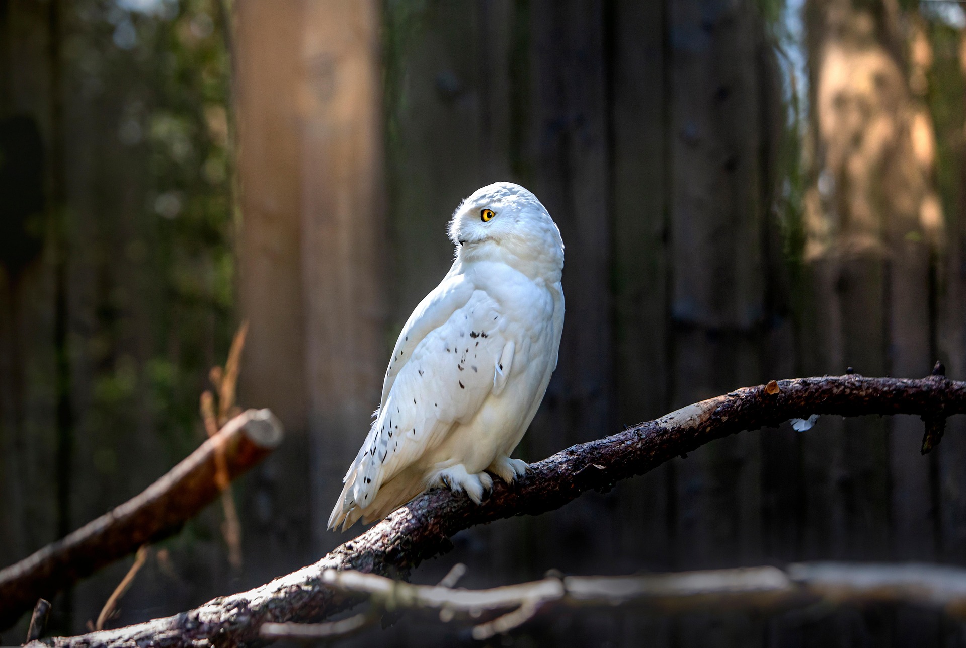 Snowy owl (Bubo scandiacus)