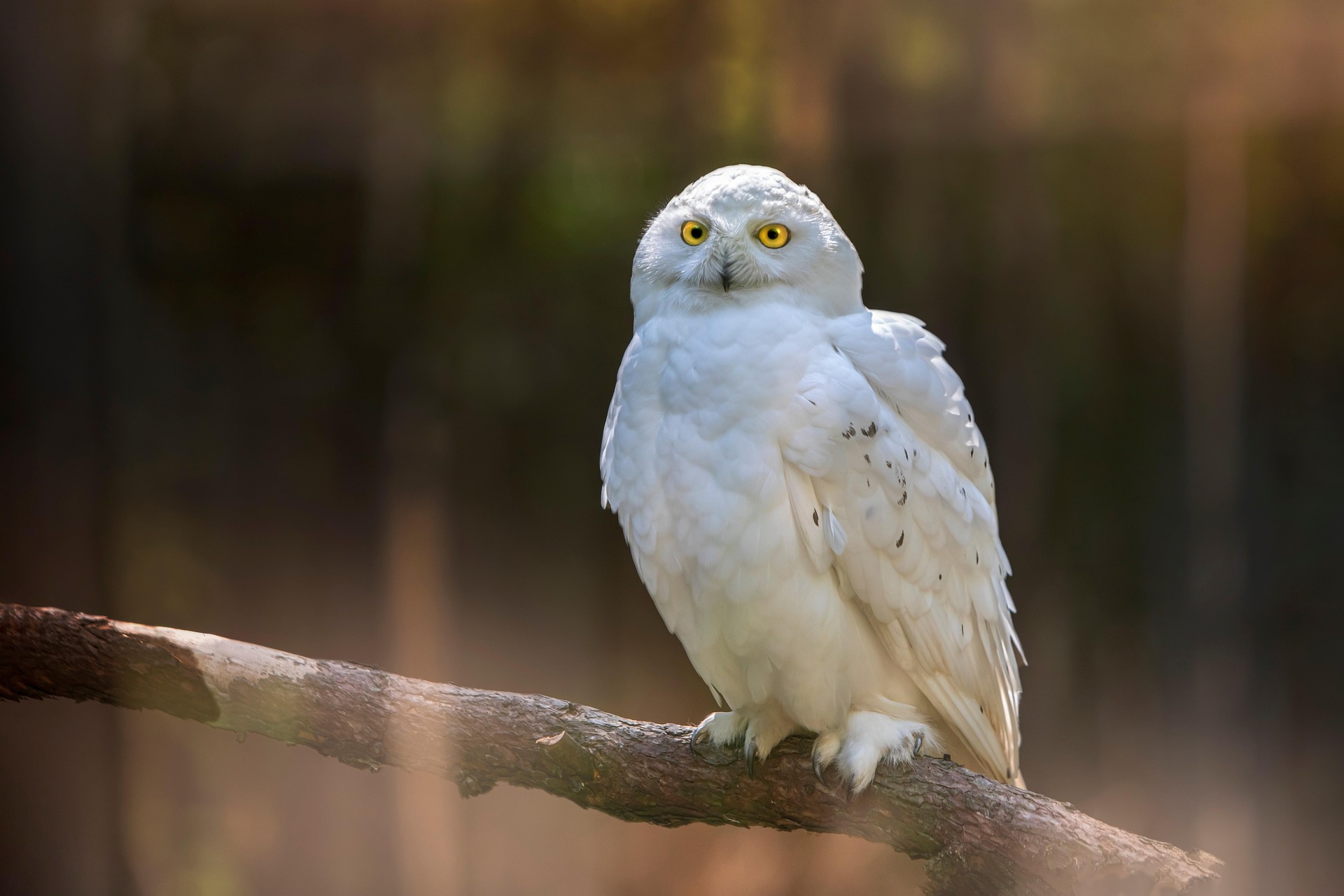 Snowy owl (Bubo scandiacus)