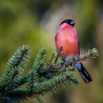 Eurasian bullfinch (Pyrrhula pyrrhula)