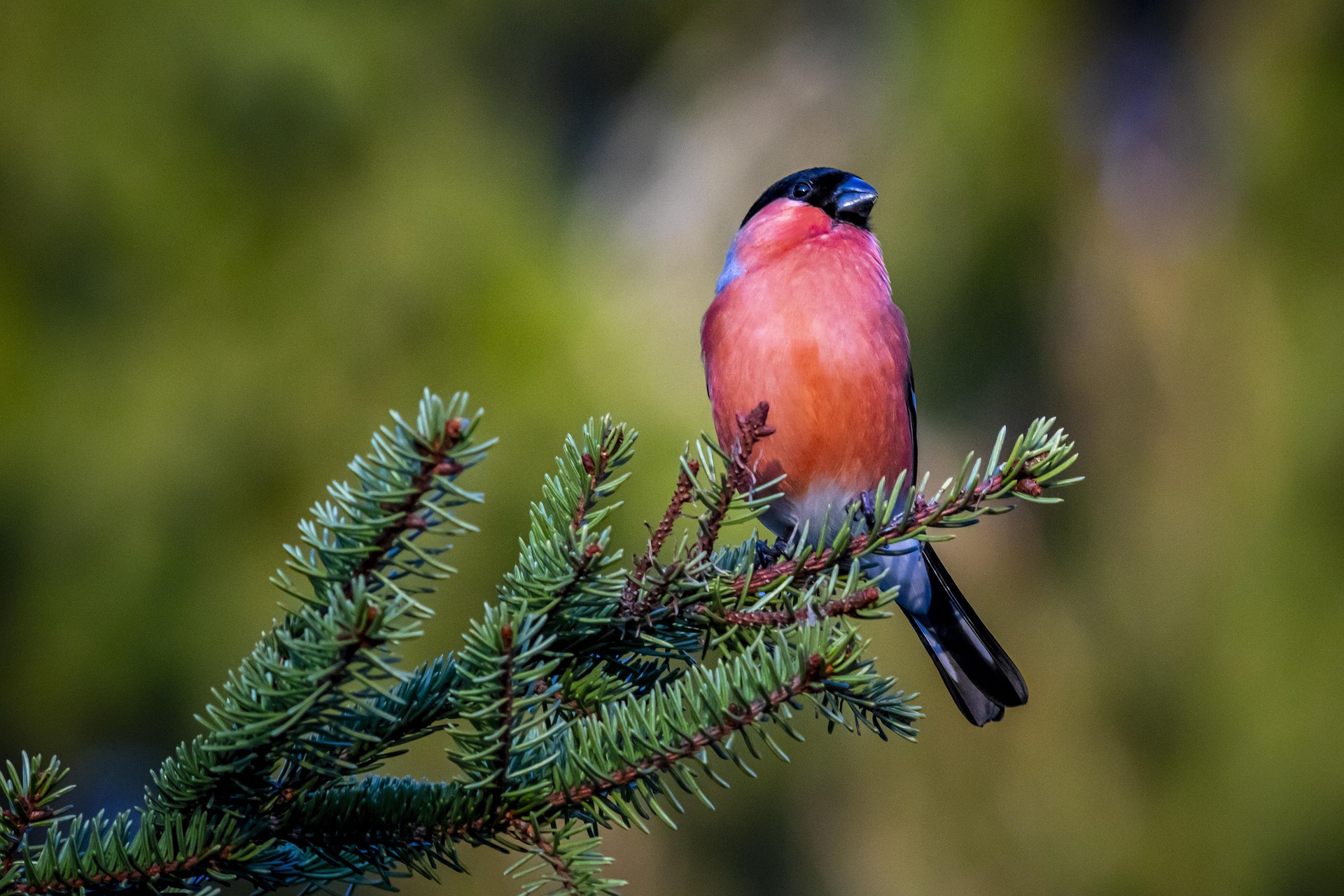 Eurasian bullfinch (Pyrrhula pyrrhula)